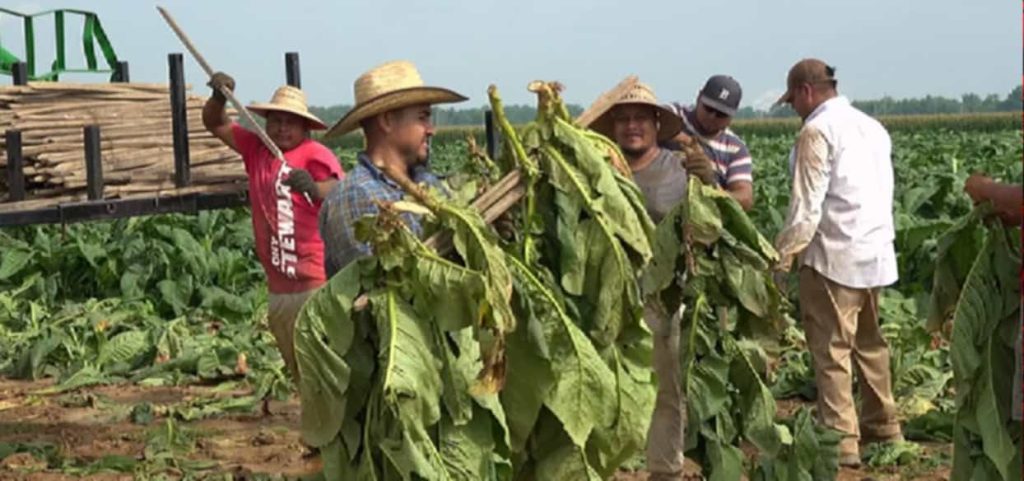 Farmers harvesting Burley tobacco